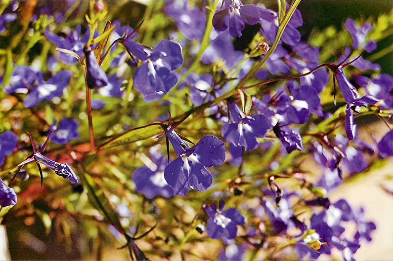Lobelia Care - Humidity