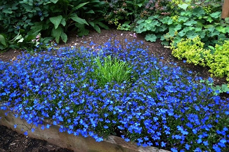 Lobelia Care - Humidity