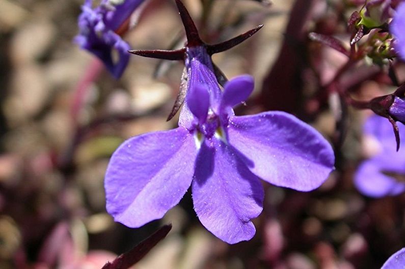 Lobelia Care - Watering
