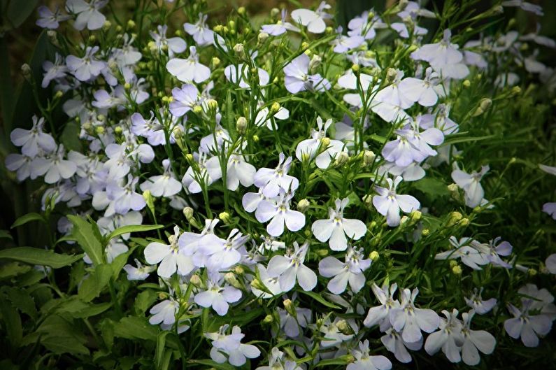 Lobelia Care - Watering