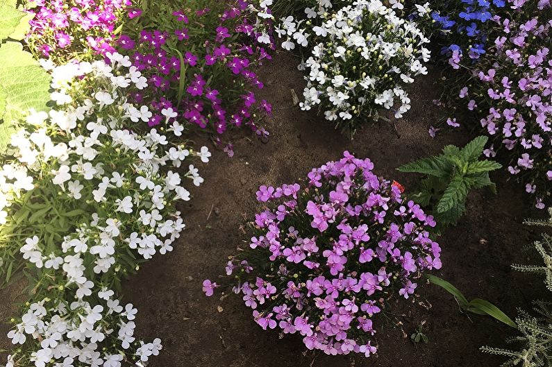 Lobelia Care - Fertilizers and Feeding