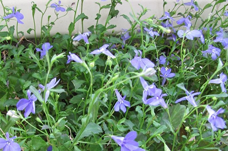 Lobelia - Pests and Diseases