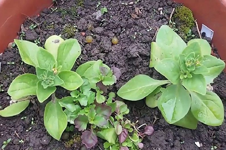Lobelia propagation by cuttings