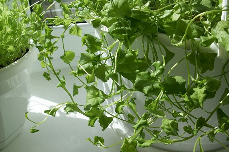 Lobelia propagation by cuttings