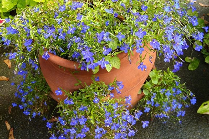 Lobelia - photo