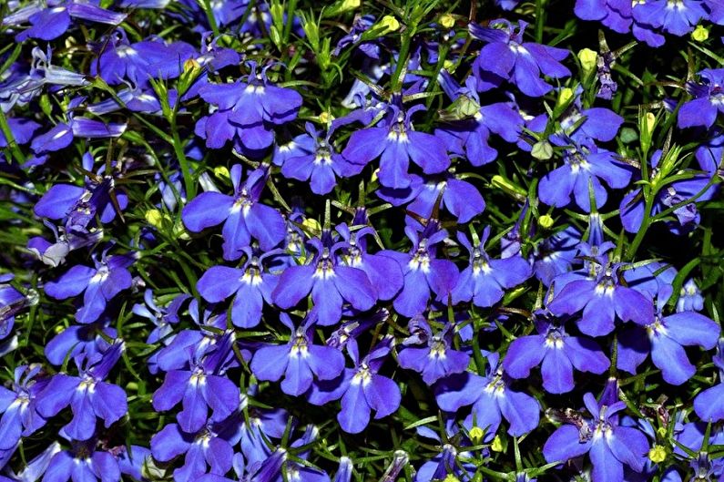 Lobelia - photo
