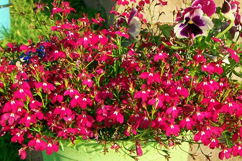 Lobelia - photo