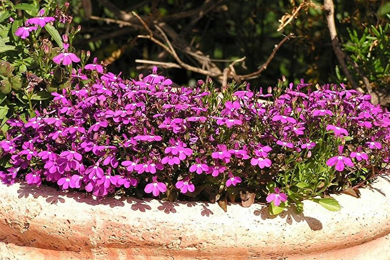 Lobelia - photo