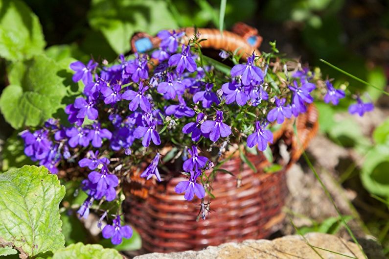 Lobelia - photo