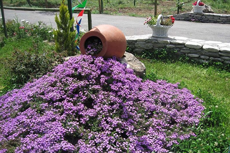 Lobelia - photo