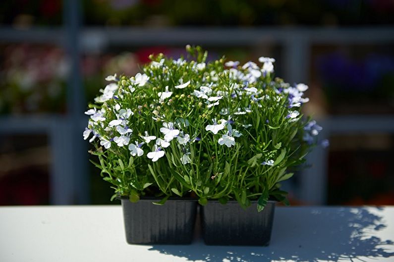 Lobelia - photo