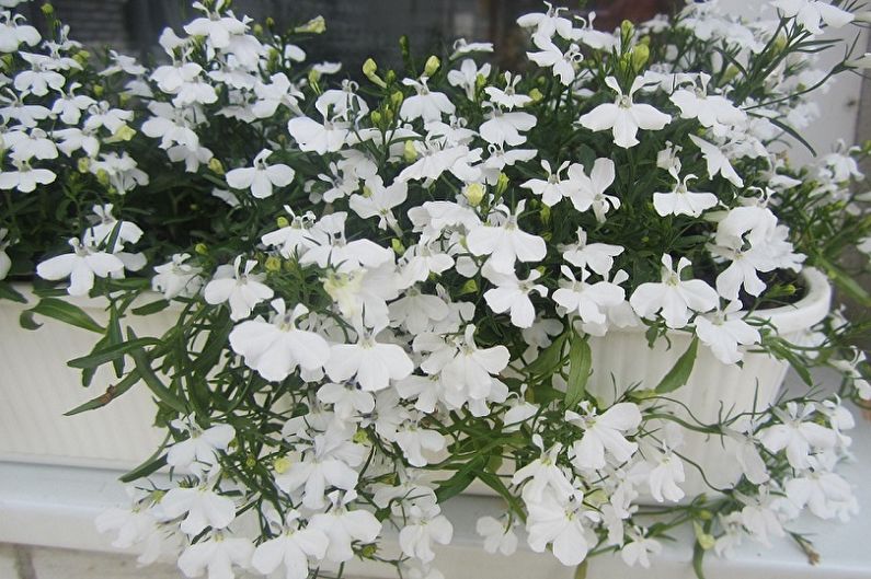 Lobelia - photo