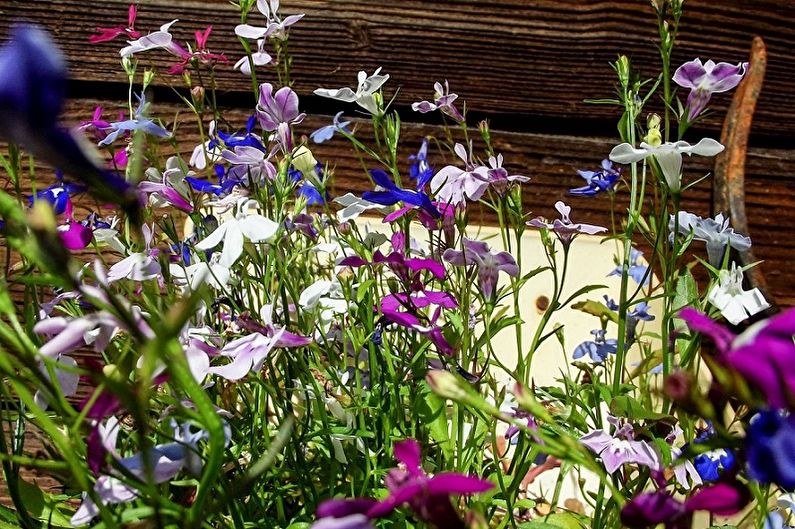Lobelia - photo