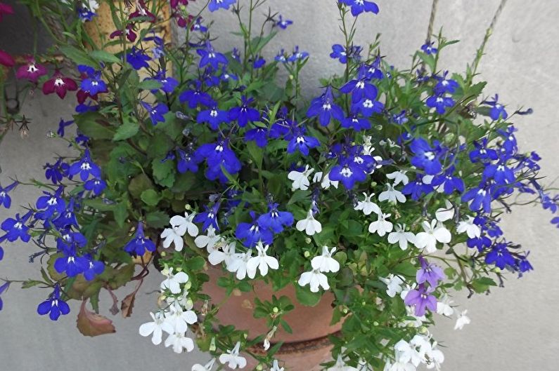 Lobelia - photo