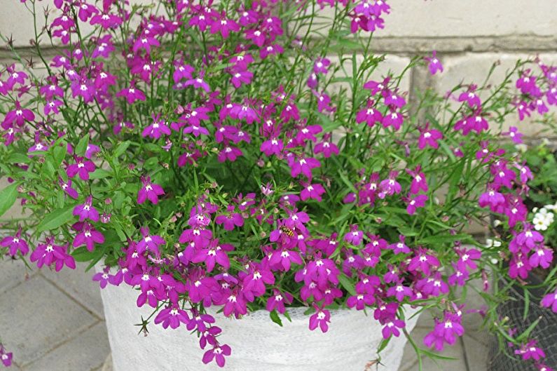 Lobelia - photo