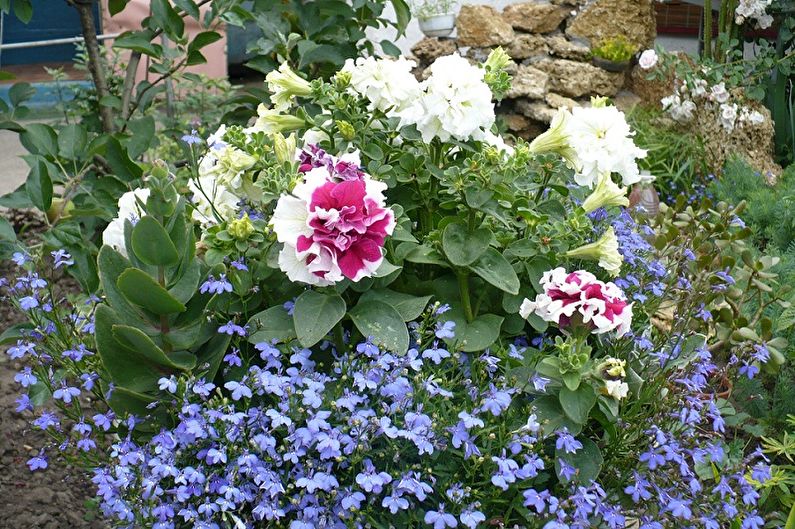 Lobelia - photo