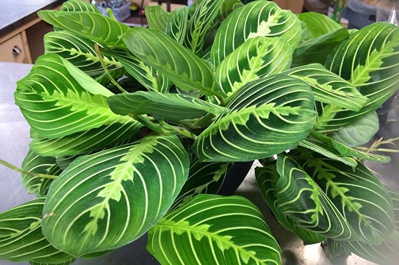 Maranta - General Description