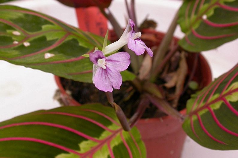 Maranta - General Description