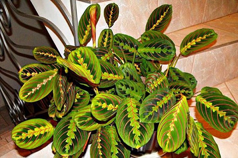 Comb arrowroot