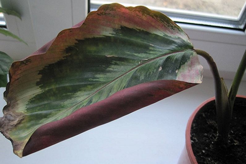 Maranta - Pest and Disease Control