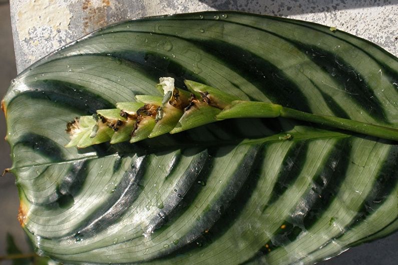 Maranta - Pest and Disease Control