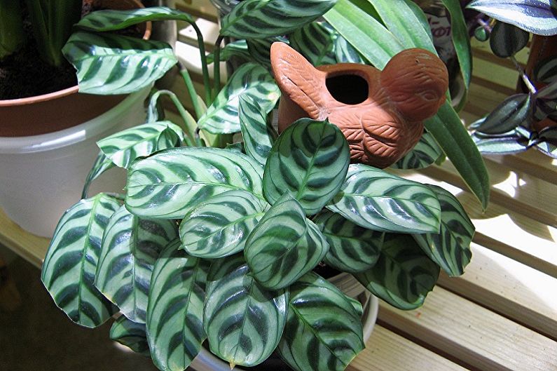 Maranta - photo