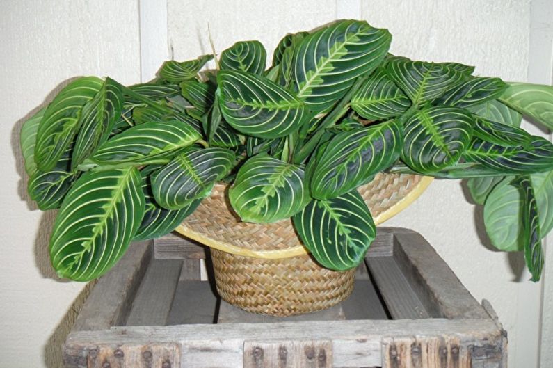 Maranta - photo
