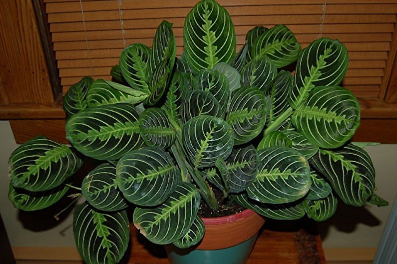 Maranta - photo