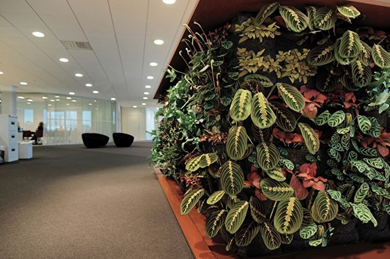 Maranta - photo