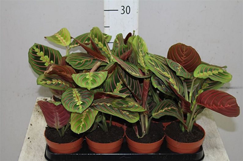 Maranta - photo