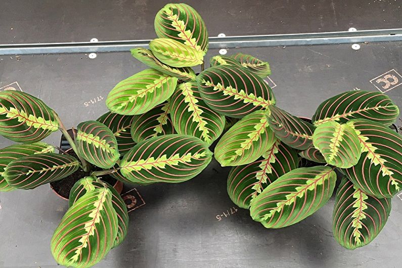 Maranta - photo