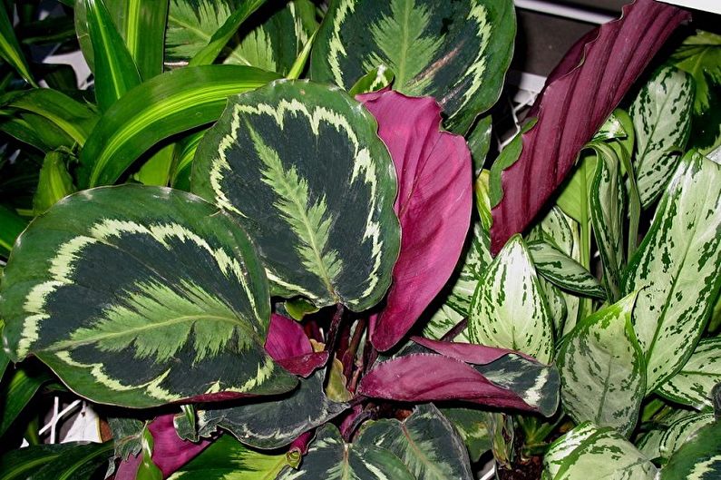 Maranta - photo