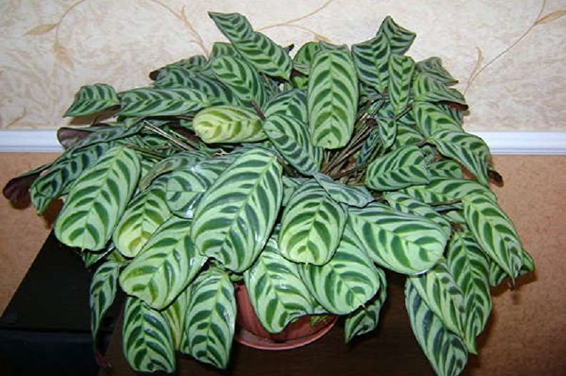 Maranta - photo