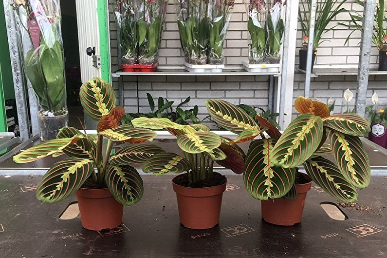 Maranta - photo