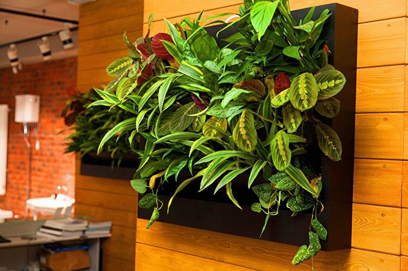 Maranta - photo
