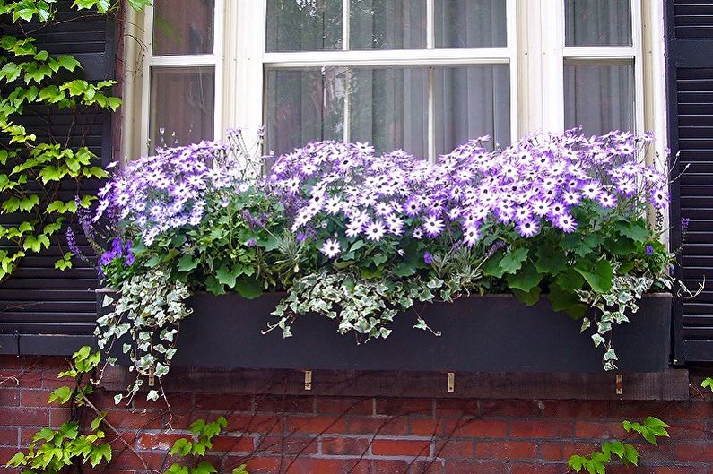 Where is cineraria used
