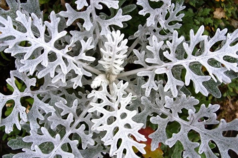 Cineraria - Pest and Disease Control