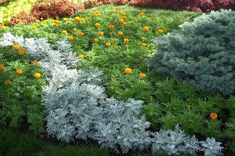 Cineraria - photo