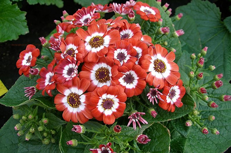 Cineraria - photo