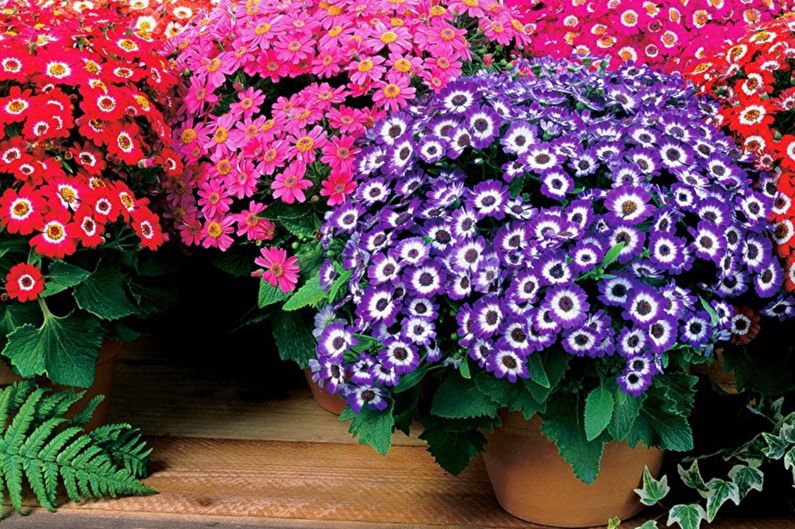 Cineraria - photo