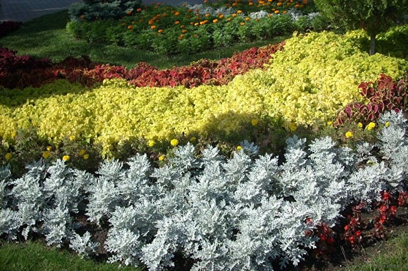 Cineraria - photo
