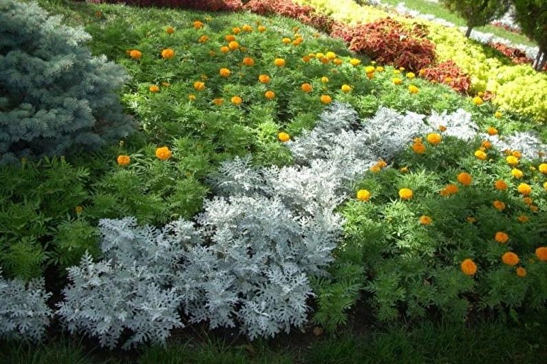 Cineraria - photo