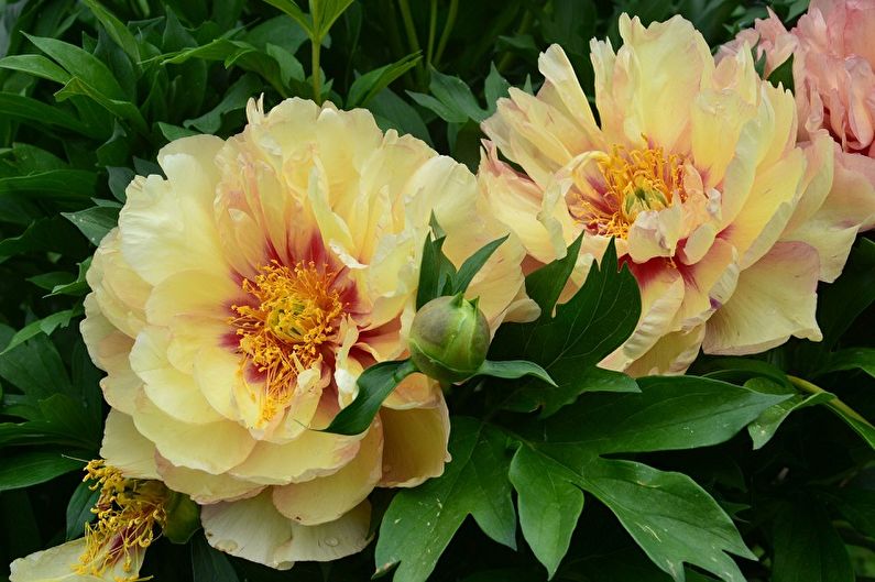 Tree Peonies - Description and Views