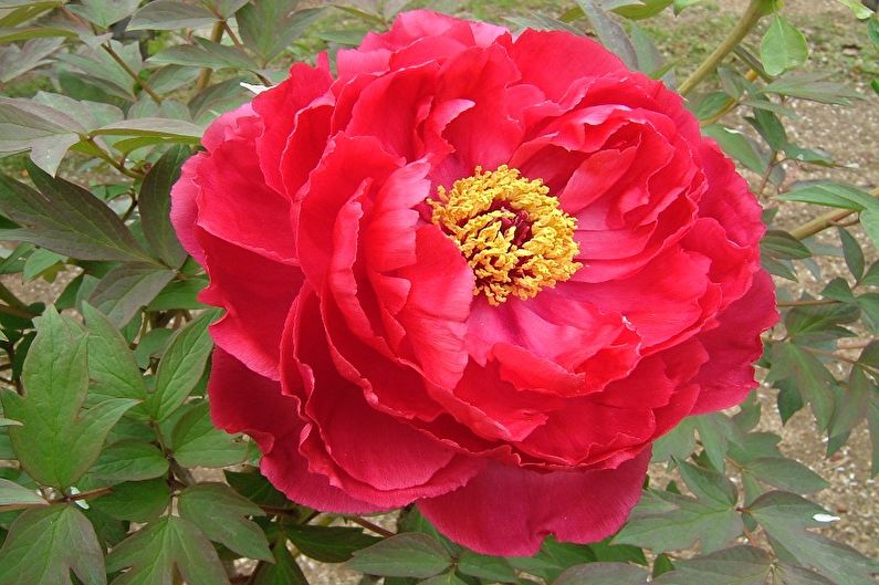 Tree Peonies - Description and Views