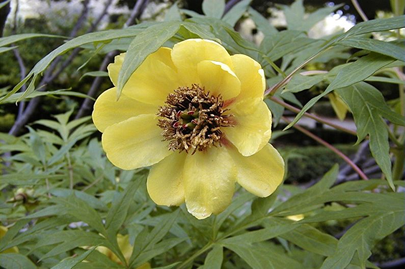 Tree Peonies - Description and Views