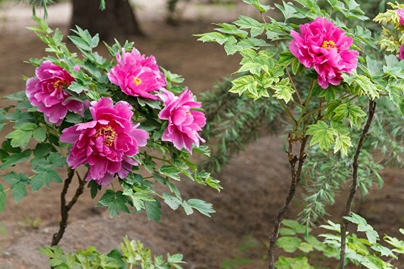 Tree Peonies - Planting