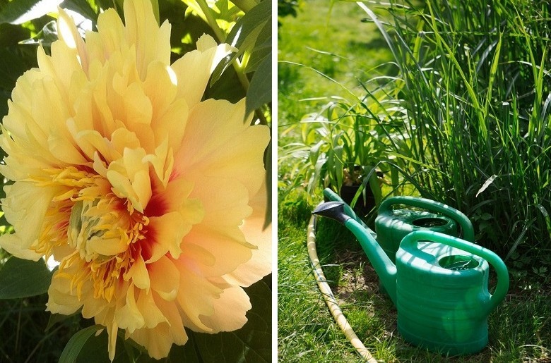 Tree Peonies - Feeding and Watering