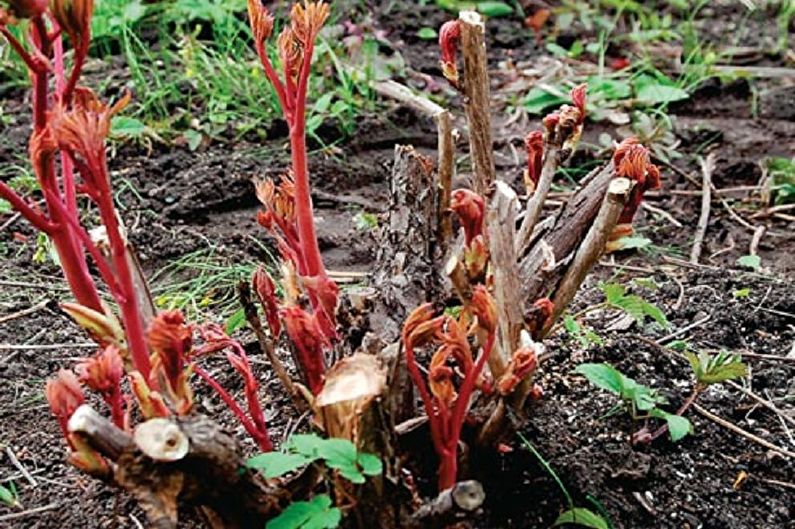 Tree Peonies - Pruning