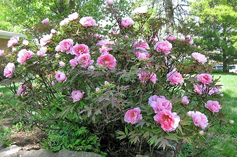 Tree peony transplant