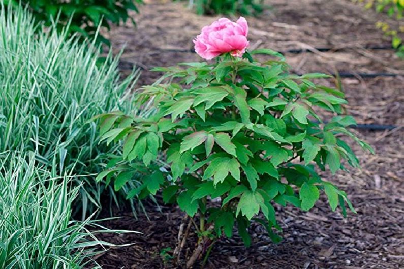 Tree Peonies - Reproduction